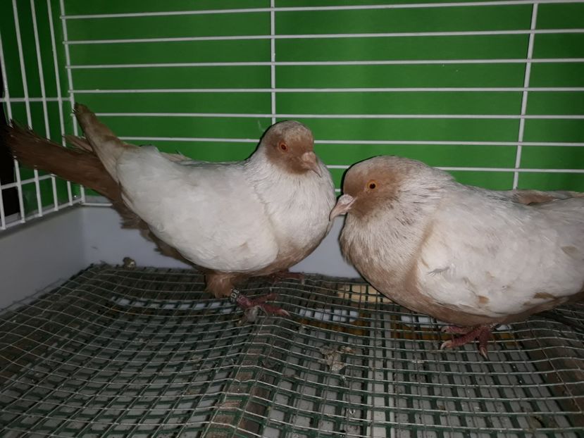  - PORUMBEI STICLETE DANEZ GALBEN