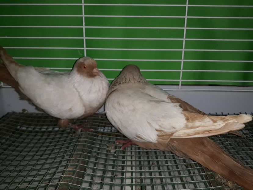 - PORUMBEI STICLETE DANEZ GALBEN