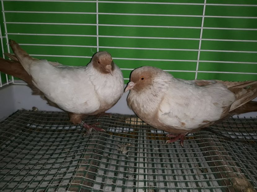  - PORUMBEI STICLETE DANEZ GALBEN
