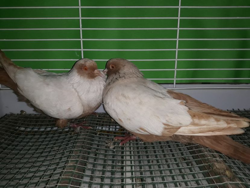  - PORUMBEI STICLETE DANEZ GALBEN