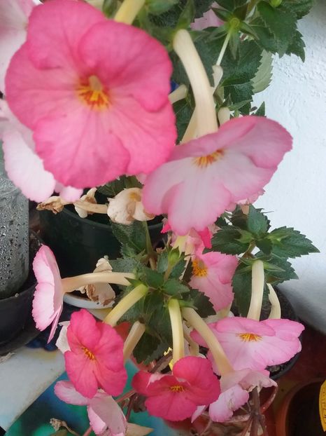 VIE EN ROSE - AA RIZOMI ACHIMENES 2022