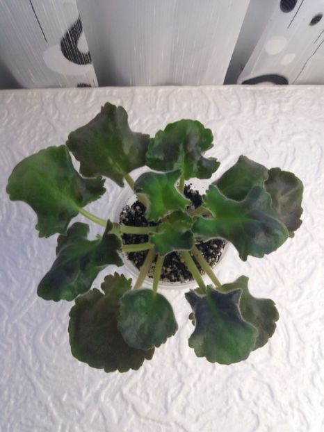 10 ian - Purple Passion Sport