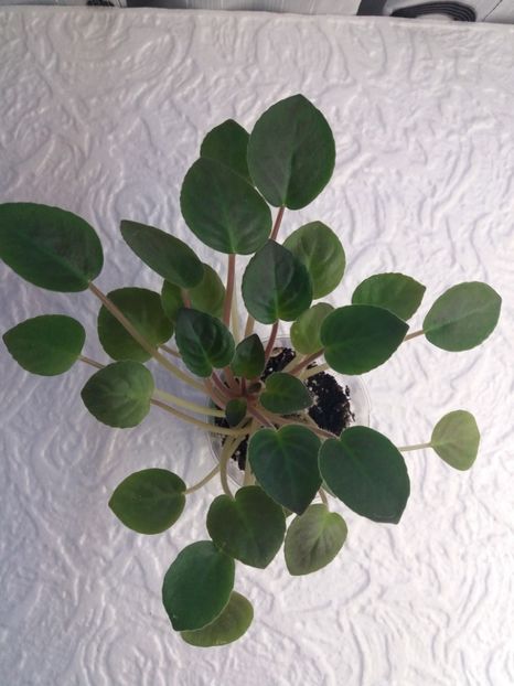 10 ian - ZZ Deer Path