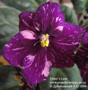 Fisher s Leone poza net - ZZ Fisher s Leone