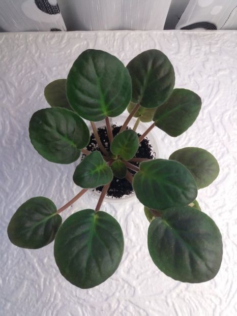 10 ian - ZZ Fisher s Leone