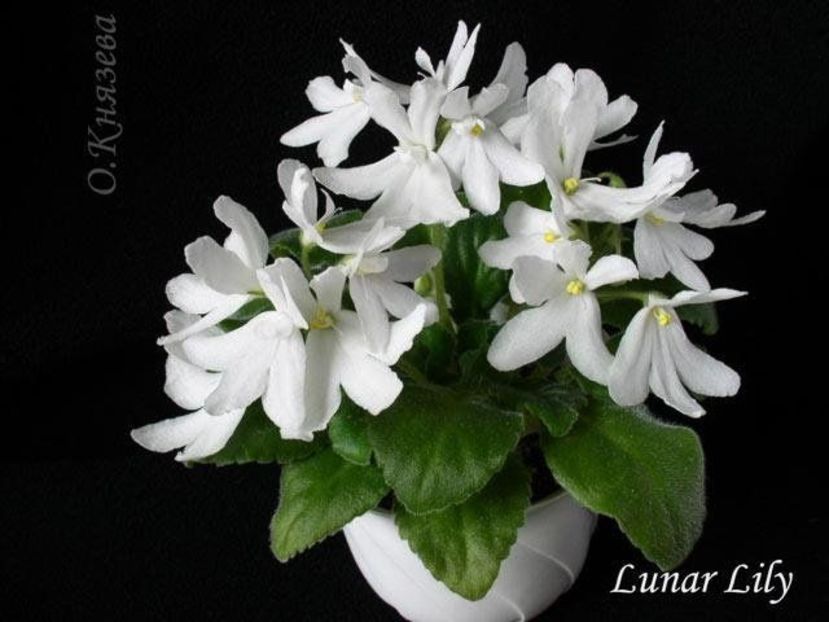 Lunar Lily White poza net - ZZ Lunar Lily White