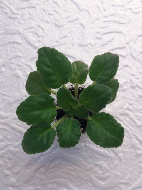 10 ian - ZZ Lunar Lily White