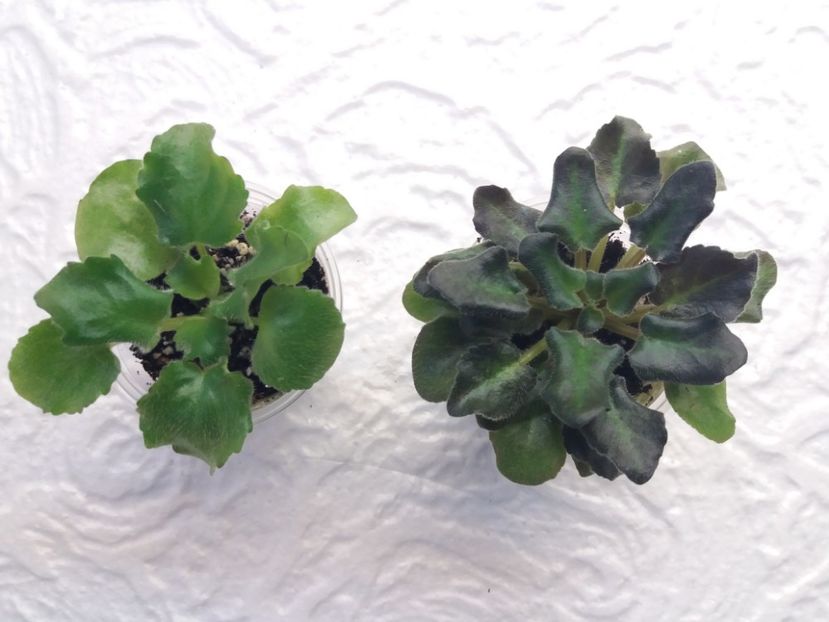 10 ian - ZZ Rob s Hopscotch