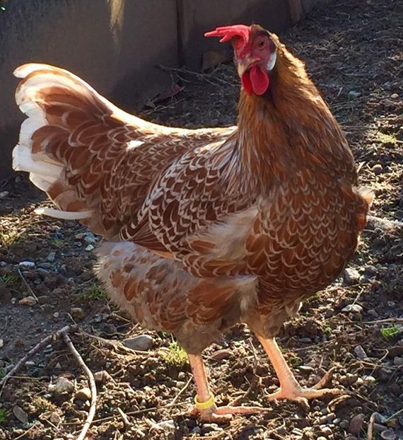  - Red Blue Laced Leghorn - Italiene Rosu cu bordura Albastra