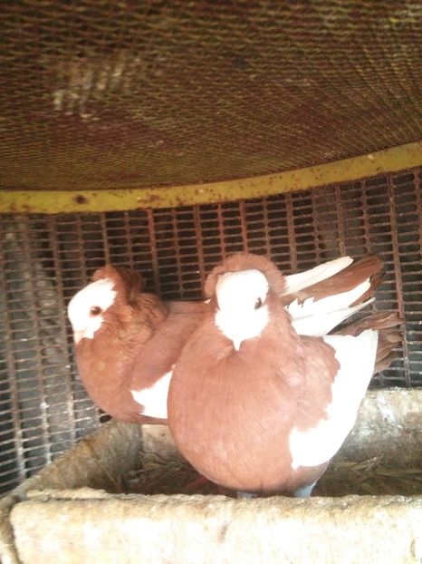  - jucatori de szekesfehervar