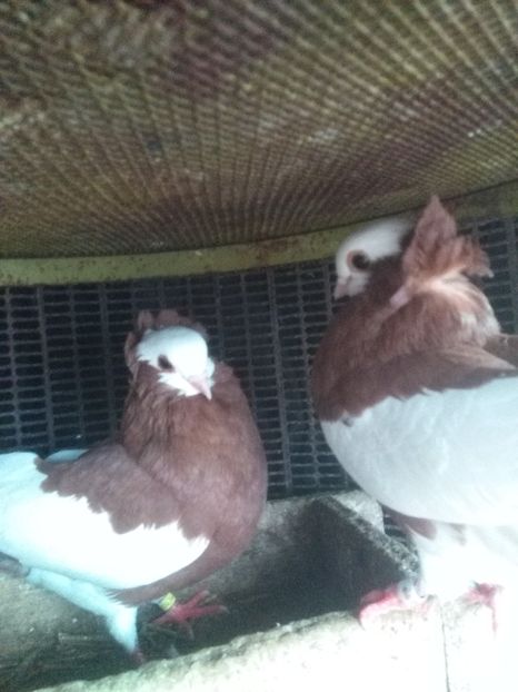  - jucatori de szekesfehervar