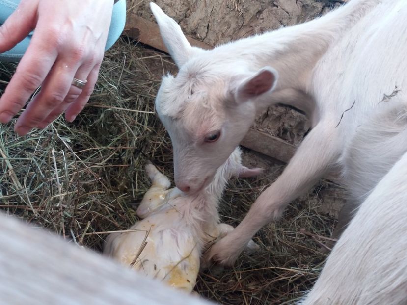 Prima fatare - Fatari 2018