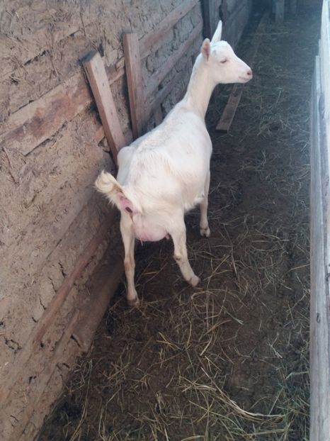 Imediat fatam - Fatari 2018