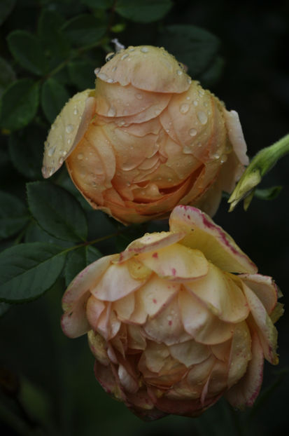 _DSC0019 - Lady of Shalott