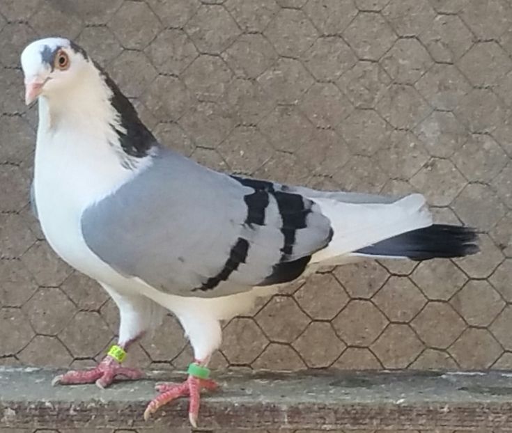 Mascul 6 VANDUT - D- Porumbei JUCATORI DE GALATI VANDUTI Album 3