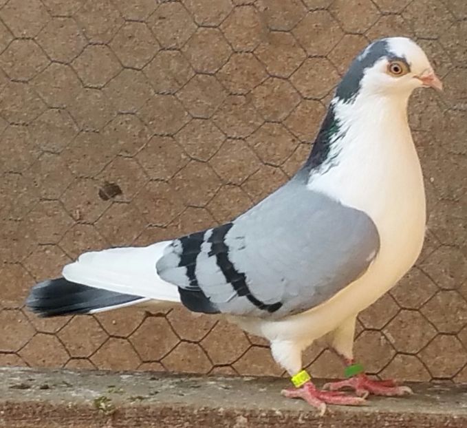 Mascul 6 VANDUT - D- Porumbei JUCATORI DE GALATI VANDUTI Album 3