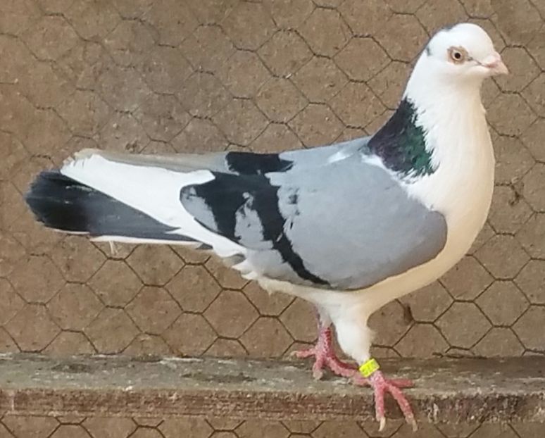 Mascul 7 VANDUT - D- Porumbei JUCATORI DE GALATI VANDUTI Album 3