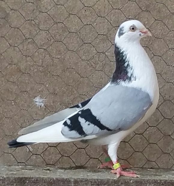 Mascul 15 VANDUT - D- Porumbei JUCATORI DE GALATI VANDUTI Album 3