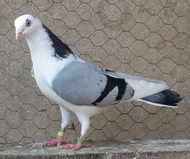 Mascul 15 VANDUT - D- Porumbei JUCATORI DE GALATI VANDUTI Album 3