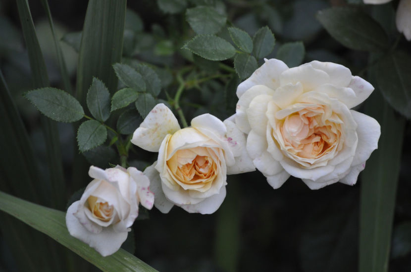 _DSC0146 - Garden of Roses
