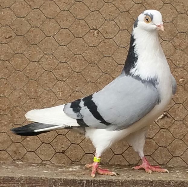 Mascul 22 VANDUT - D- Porumbei JUCATORI DE GALATI VANDUTI Album 3