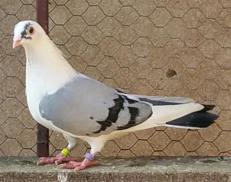 Mascul 36 VANDUT - D- Porumbei JUCATORI DE GALATI VANDUTI Album 3