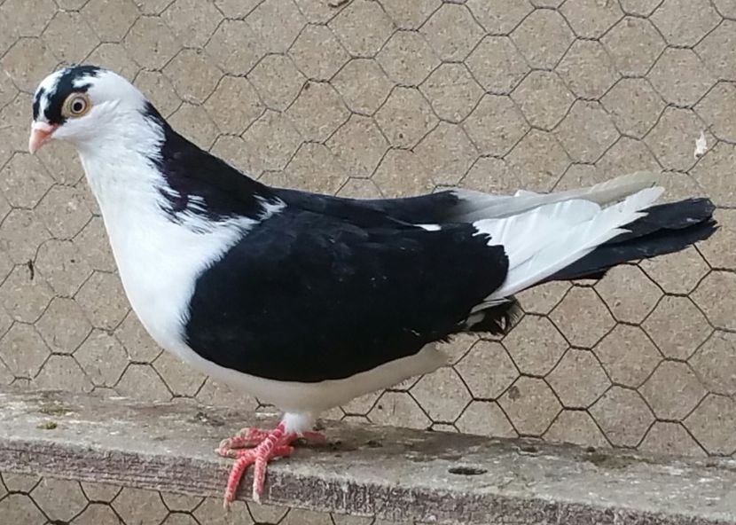 Femela 39 VANDUTA - D- Porumbei JUCATORI DE GALATI VANDUTI Album 3