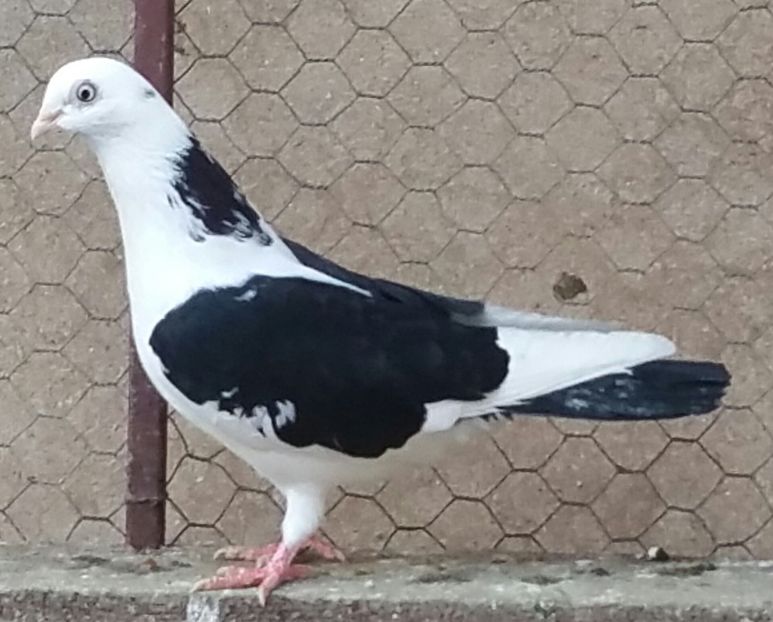 Femela 40 VANDUTA - D- Porumbei JUCATORI DE GALATI VANDUTI Album 3