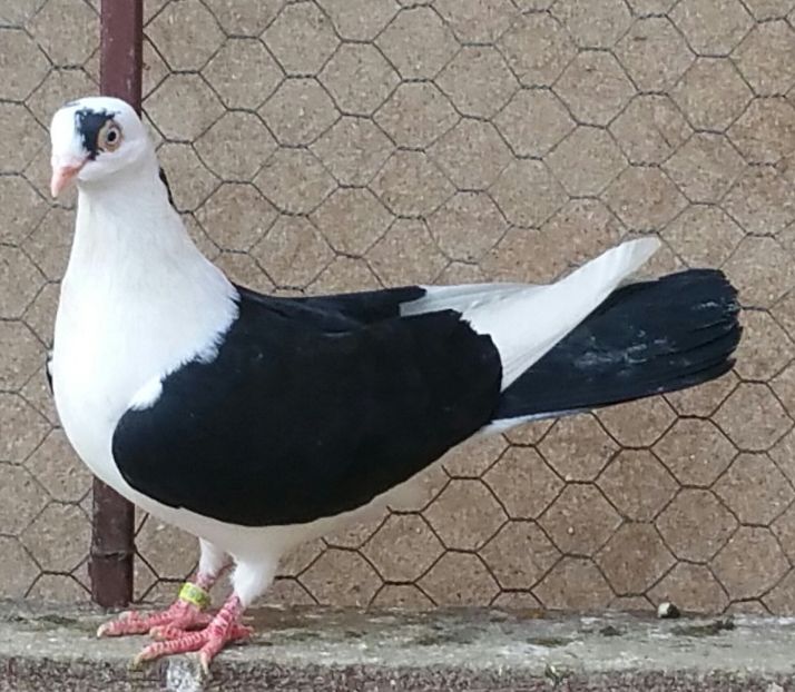 Mascul 41 VANDUT - D- Porumbei JUCATORI DE GALATI VANDUTI Album 3