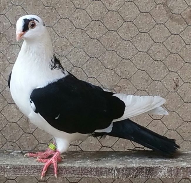 Mascul 42 VANDUT - D- Porumbei JUCATORI DE GALATI VANDUTI Album 3