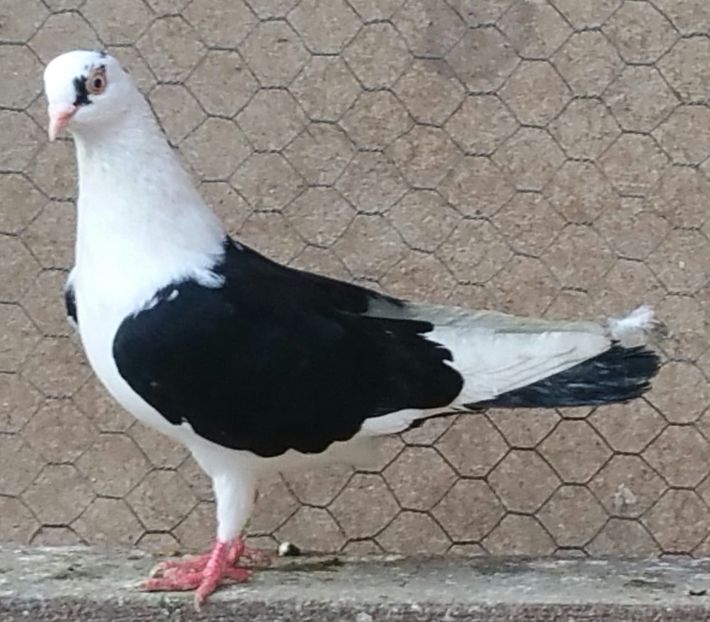 Mascul 43 VANDUT - D- Porumbei JUCATORI DE GALATI VANDUTI Album 3