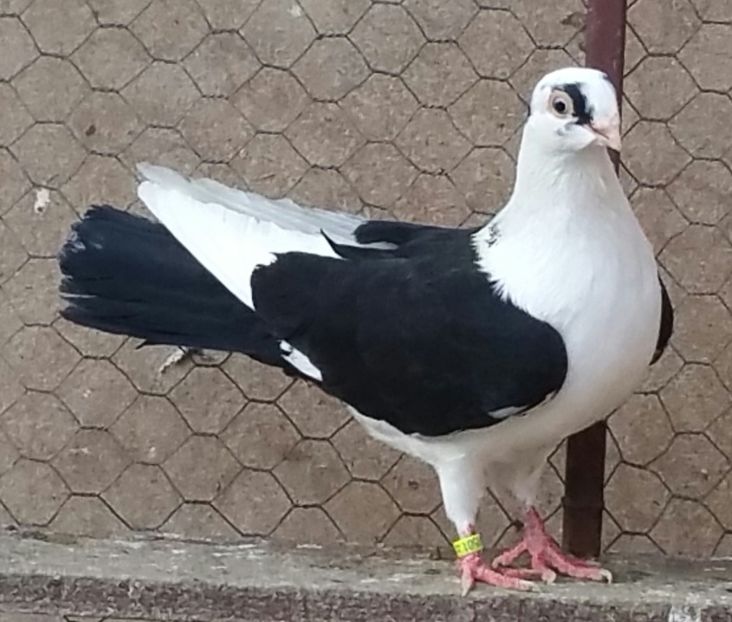 Mascul 42 VANDUT - D- Porumbei JUCATORI DE GALATI VANDUTI Album 3