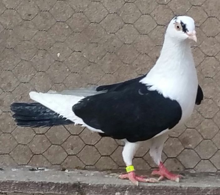 Mascul 43 VANDUT - D- Porumbei JUCATORI DE GALATI VANDUTI Album 3