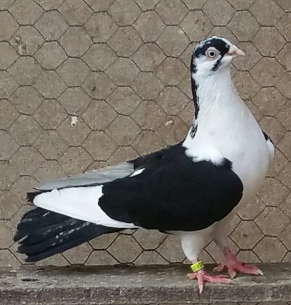 Femela 45 VANDUTA - D- Porumbei JUCATORI DE GALATI VANDUTI Album 3