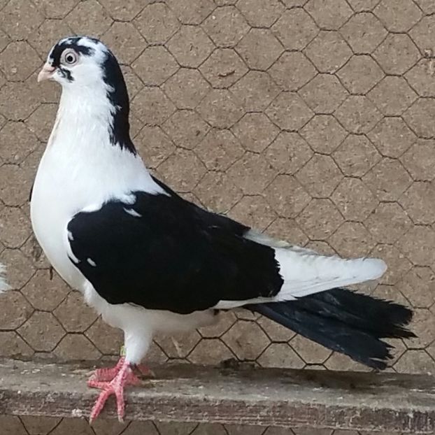 Femela 45 VANDUTA - D- Porumbei JUCATORI DE GALATI VANDUTI Album 3