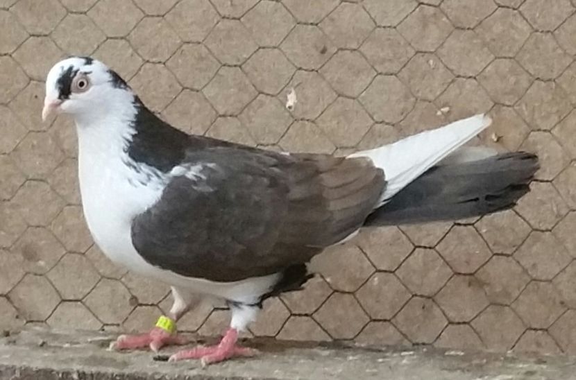 Femela Ciocolatie 46 VANDUTA - D- Porumbei JUCATORI DE GALATI VANDUTI Album 3