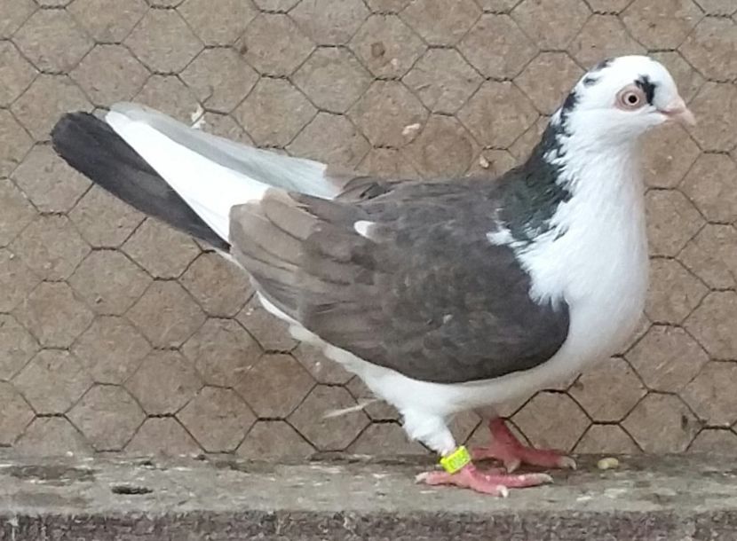 Femela Ciocolatie 46 VANDUTA - D- Porumbei JUCATORI DE GALATI VANDUTI Album 3