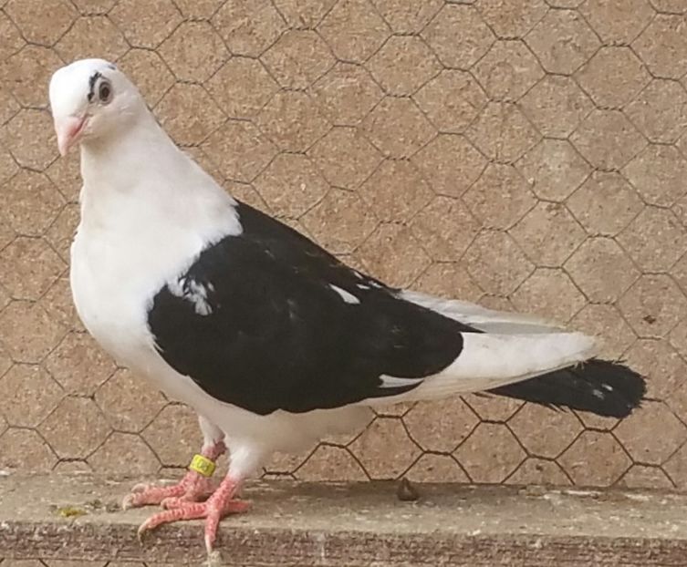 Mascul 48 VANDUT - D- Porumbei JUCATORI DE GALATI VANDUTI Album 3