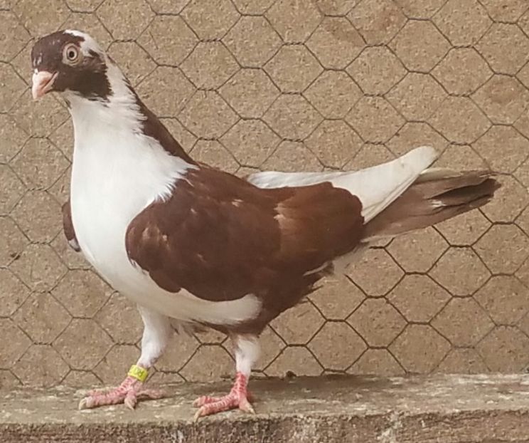 Mascul 49 VANDUT - D- Porumbei JUCATORI DE GALATI VANDUTI Album 3