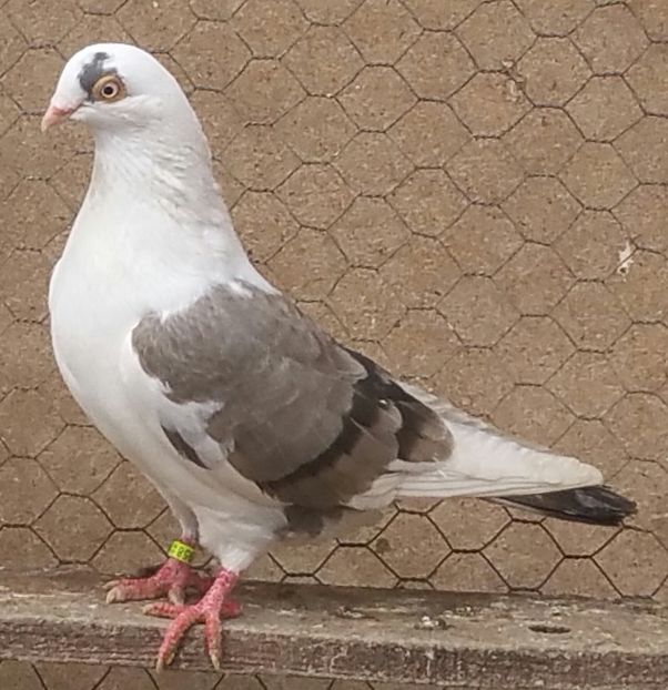 Mascul Ciocolatiut 51 VANDUT - D- Porumbei JUCATORI DE GALATI VANDUTI Album 3