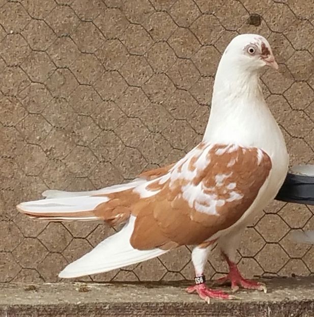 Femela 54 VANDUTA - D- Porumbei JUCATORI DE GALATI VANDUTI Album 3