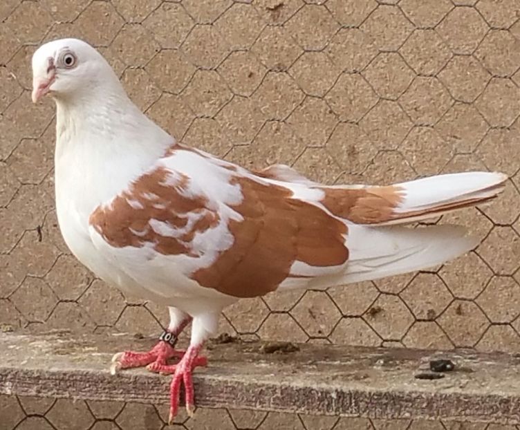 Femela 54 VANDUTA - D- Porumbei JUCATORI DE GALATI VANDUTI Album 3