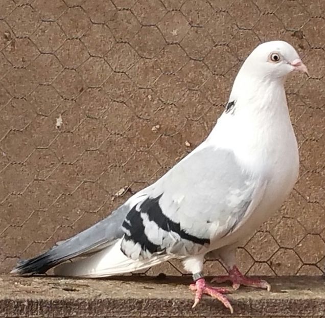 Femela 59 VANDUTA - D- Porumbei JUCATORI DE GALATI VANDUTI Album 3