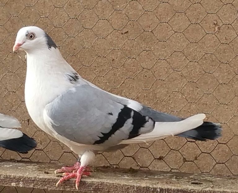 Femela 59 VANDUTA - D- Porumbei JUCATORI DE GALATI VANDUTI Album 3