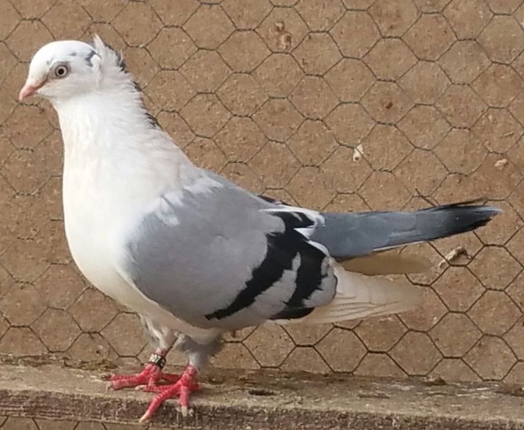 Mascul Motat 61 VANDUT - D- Porumbei JUCATORI DE GALATI VANDUTI Album 3