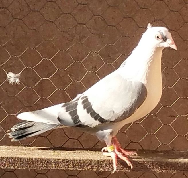 Femela 63 VANDUTA - D- Porumbei JUCATORI DE GALATI VANDUTI Album 3