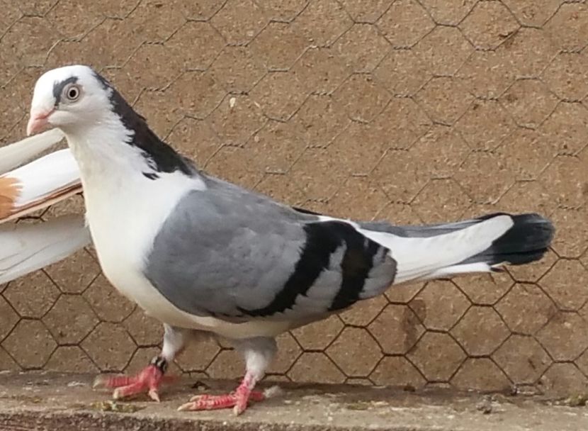 Femela 55 VANDUTA - D- Porumbei JUCATORI DE GALATI VANDUTI Album 3