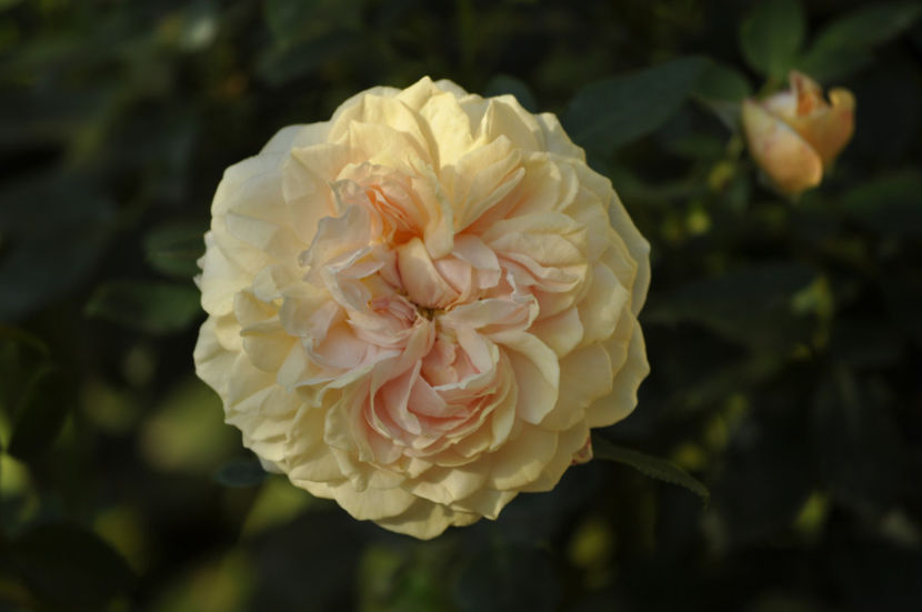 _DSC0250 - Garden of Roses