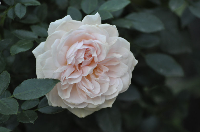 _DSC0397 - Garden of Roses