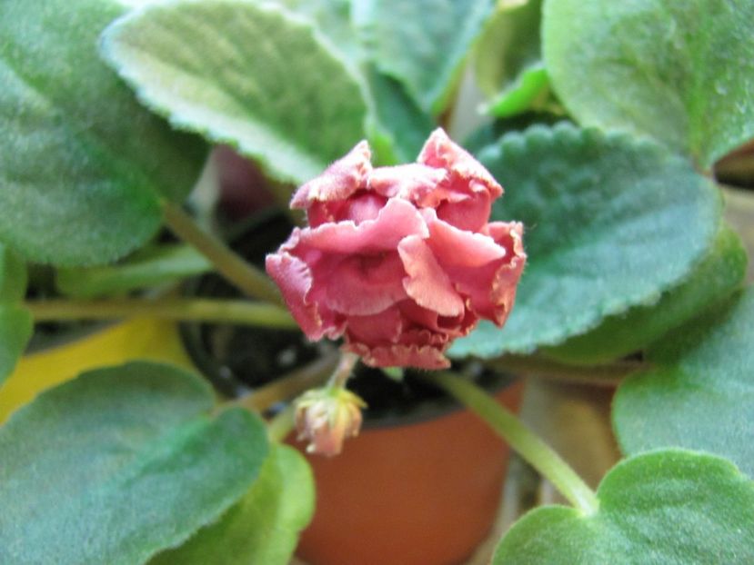  - ZZZLE Neapolitans Zakat